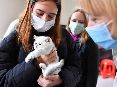 Владимир Болибок - Врач объяснил, почему хозяева кошек реже болеют коронавирусом - tvc.ru