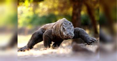 Строителя «Парка Юрского периода» искалечила гигантская ящерица, оторвав ему «несколько частей тела» - fakty.ua - Украина - Индонезия