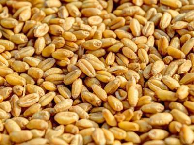 СМИ: С экспортом российской пшеницы возникли проблемы - rosbalt.ru - Россия