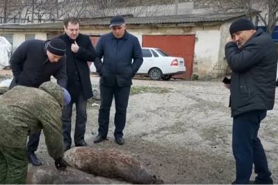 Прокуратуру Дагестана просят проследить за утилизацией тел погибших тюленей - etokavkaz.ru - Россия - республика Дагестан