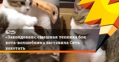 «Заколдовал»: смешная техника боя кота-волшебника заставила Сеть хохотать - ridus.ru - Япония