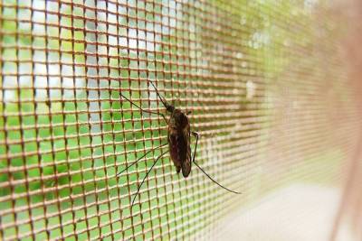 В Таиланде произошла вспышка опасного переносимого комарами вируса - mk.ru - Таиланд - Паттайи