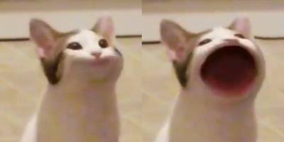 Новый мем: Pop Cat — кот, который широко открывает рот и делает звук «поп». Он играет в фильмах и поет - nv.ua - Украина