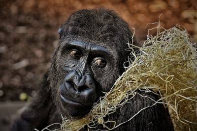 Горные гориллы оказались под угрозой вымирания из-за Covid-19 - mk.ru