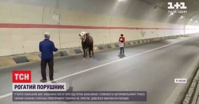 В Китае быка-беглец заблокировал тоннель: пришлось вызвать полицейских - tsn.ua - Китай