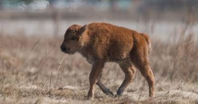 Исторический момент: в канадском парке наследия Ванускевин впервые с 1876 года родился детеныш бизона - tsn.ua - Канада
