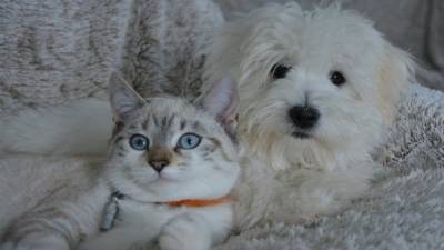 В Германии впервые обнаружили коронавирус у кошки и собаки - germania.one