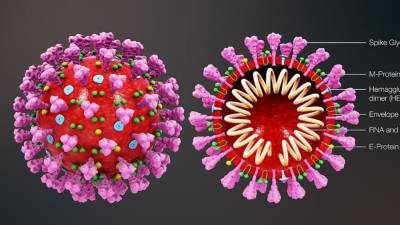 Получено первое изображение белковых шипов вируса SARS-CoV-2 - inforeactor.ru - Сша