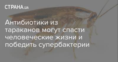 Антибиотики из тараканов могут спасти человеческие жизни и победить супербактерии - strana.ua
