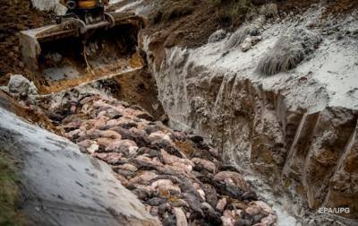 В Дании эксгумируют четыре миллиона норок - korrespondent.net - Дания