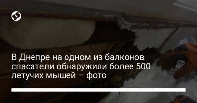 В Днепре на одном из балконов спасатели обнаружили более 500 летучих мышей – фото - liga.net - Россия - Украина