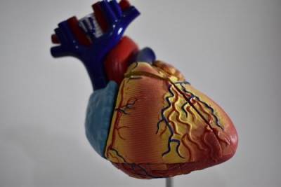 Испанские ученые назвали простой способ самостоятельной проверки здоровья сердца - argumenti.ru