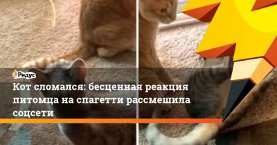 Кот сломался: бесценная реакция питомца наспагетти рассмешила соцсети - ridus.ru