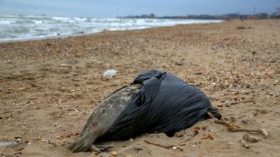 Росрыболовство: Основные версии гибели тюленей в Дагестане связаны с природными факторами - mir24.tv - республика Дагестан