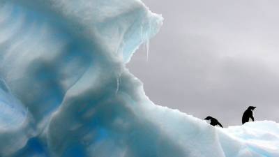 Первые случаи COVID-19 выявлены в Антарктиде - nation-news.ru - Чили - Антарктида