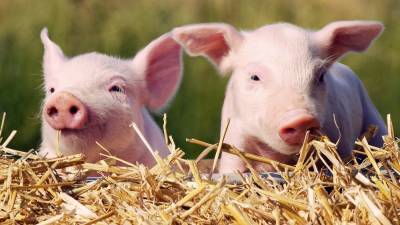 В 3 областях Украины зафиксировали вспышку африканской чумы свиней - 24tv.ua - Украина - Канада