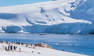 Коронавирусная инфекция добралась до Антарктиды – последнего континента на планете - og.ru - Чили - Антарктида