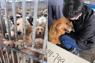 С китайского рынка, на котором продают собачье мясо, выкупили 29 щенков - bykvu.com - Украина - Китай - Нью-Йорк