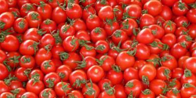 Россельхознадзор обнаружил вирусы в израильских семенах томатов - nep.co.il - Россия - Израиль