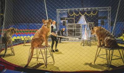 Из-за пандемии артисты в тюменском цирке вынуждены ждать выступлений 9 месяцев - nashgorod.ru - Тюмень