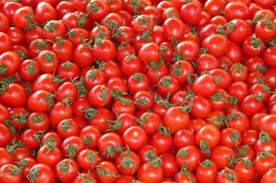 Россельхознадзор нашел в импортных томатах опасный вирус - aif.ru - Казахстан - Актюбинская обл.