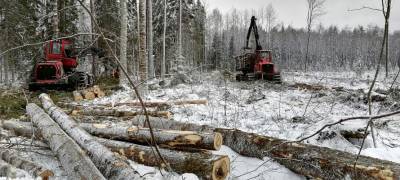 Директор ДОК "Калевала": "Будущее у карельских лесов будет только в том случае, если придет эффективный арендатор" - stolicaonego.ru - Петрозаводск