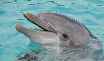 Количество дельфинов, выбросившихся на крымские берега, стало в 2020 году рекордным - newizv.ru - республика Крым