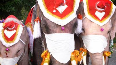 Тайские слоны помогают популяризировать ношение масок. - riafan.ru - Таиланд
