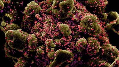 Джон Нкенгасонг - В Нигерии обнаружена новая разновидность коронавируса - gazeta.ru - Англия - Юар - Нигерия