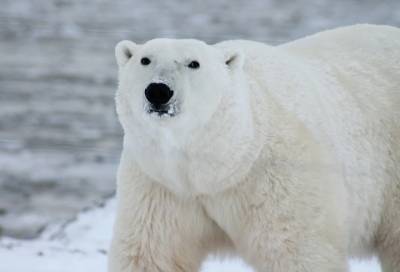 Исследователь нашел у "йети" ДНК белого медведя - online47.ru