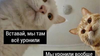 Телеканал "Комедия" назвал самые смешные мемы 2020 года - vesti.ru