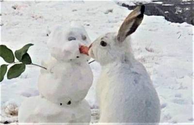 Заяц сьел нос снеговика и покорил сеть: смешное видео, которое стало вирусным - 24tv.ua - Канада