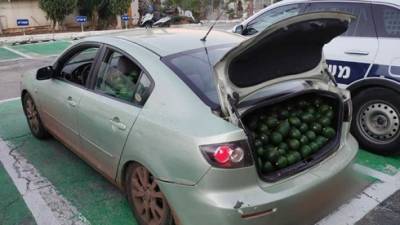 Собирали чужой урожай: в кибуце рядом с Герцлией задержали похитителей авокадо - vesty.co.il - Израиль - Рамат