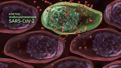 COVID не настолько мутировал, чтобы уйти от иммунитета - vesti.ru - Россия