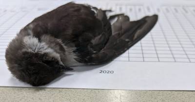 Из-за изменения климата в США внезапно умерло 10 тыс. птиц - focus.ua - Сша - штат Колорадо - штат Техас - штат Аризона - штат Нью-Мексико - штат Небраска