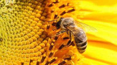 В 75 процентах мёда в мире есть остатки пестицидов, – эксперты - inform-ua.info