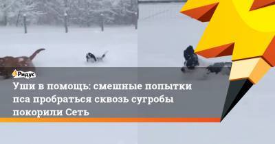 Уши в помощь: смешные попытки пса пробраться сквозь сугробы покорили Сеть - ridus.ru