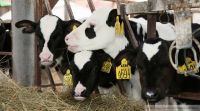 Неизвестный вирус убил более 70 коров в Прикамье - inforeactor.ru