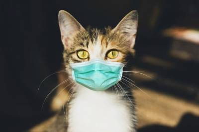 Первый случай заболевания домашней кошки COVID-19 выявлен в Швейцарии - m24.ru