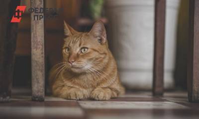 В Швейцарии у домашней кошки обнаружили COVID-19 - fedpress.ru