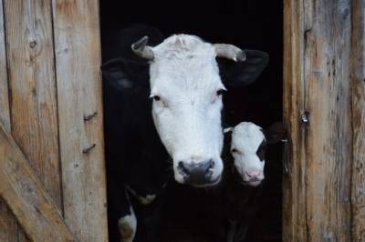 В Пермском крае проверяют сообщения о гибели коров от неизвестного вируса - aif.ru