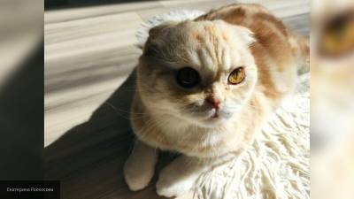 Ветврач прокомментировал заражение COVID-19 домашней кошки в Швейцарии - nation-news.ru