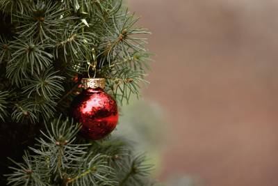 Запорожцы смогут купить новогодние елки в 25 местах - inform.zp.ua
