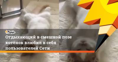 Отдыхающий в смешной позе котёнок влюбил в себя пользователей Сети - ridus.ru