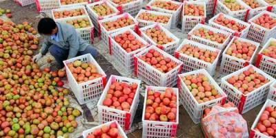 В иранских помидорах обнаружен тобамовирус — поставки под угрозой - eadaily.com