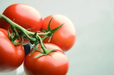 В иранских томатах специалисты Россельхознадзора обнаружили тобамовирус - aif.ru - Россия - Иран