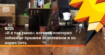 «Иятак умею»: котенок повторил забавные прыжки захозяином ипокорил Сеть - ridus.ru