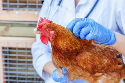Германия: Птичий грипп становится всё более заразным — может передаваться людям - mknews.de - Германия