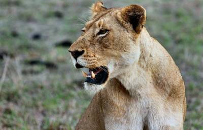 Олень перехитрил льва и попал на видео - ont.by - Индия