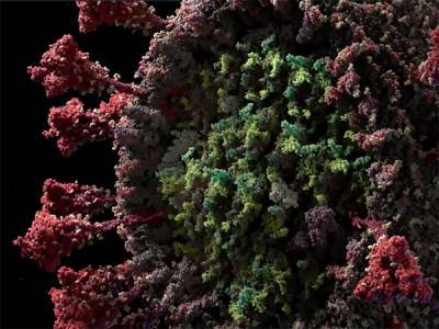 Ученые выявили мутации вируса SARS-CoV-2, устойчивые к антителам - nakanune.ru